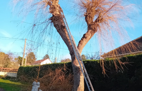 Elagueur L'Étang-la-Ville